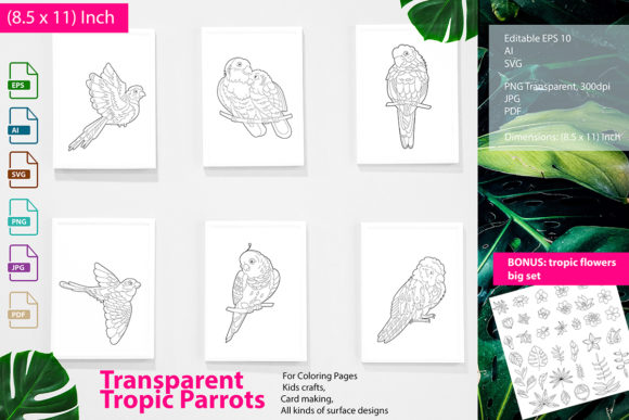 Parrots Graphics and Coloring Pages Amp Review